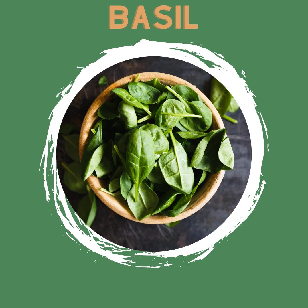 Basil