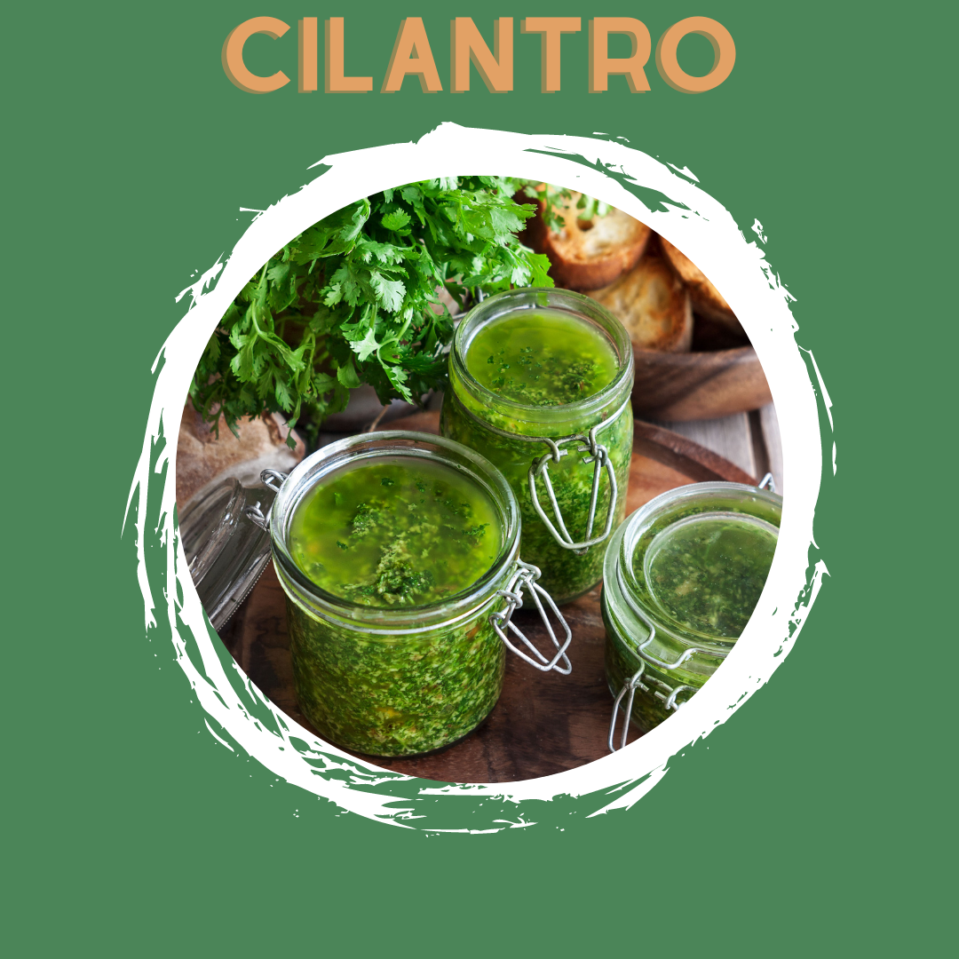 Cilantro